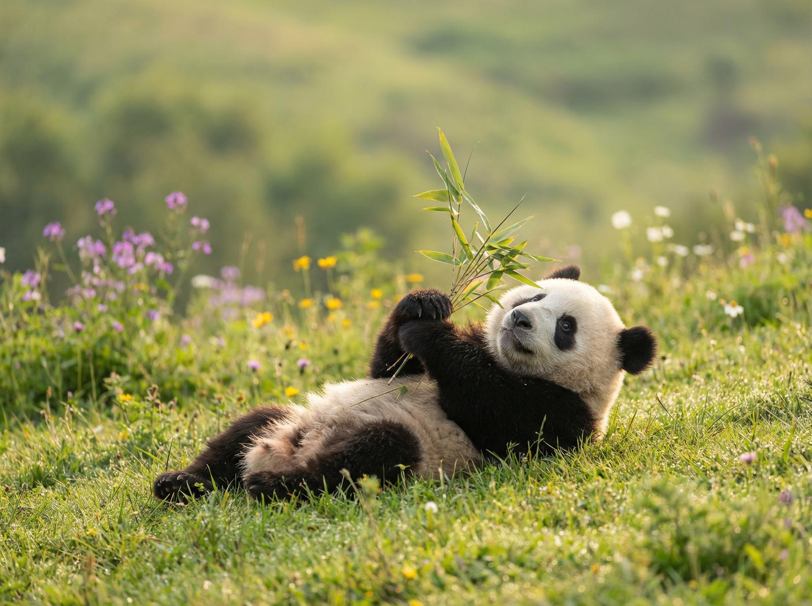 每日大赛熊猫竹林视频